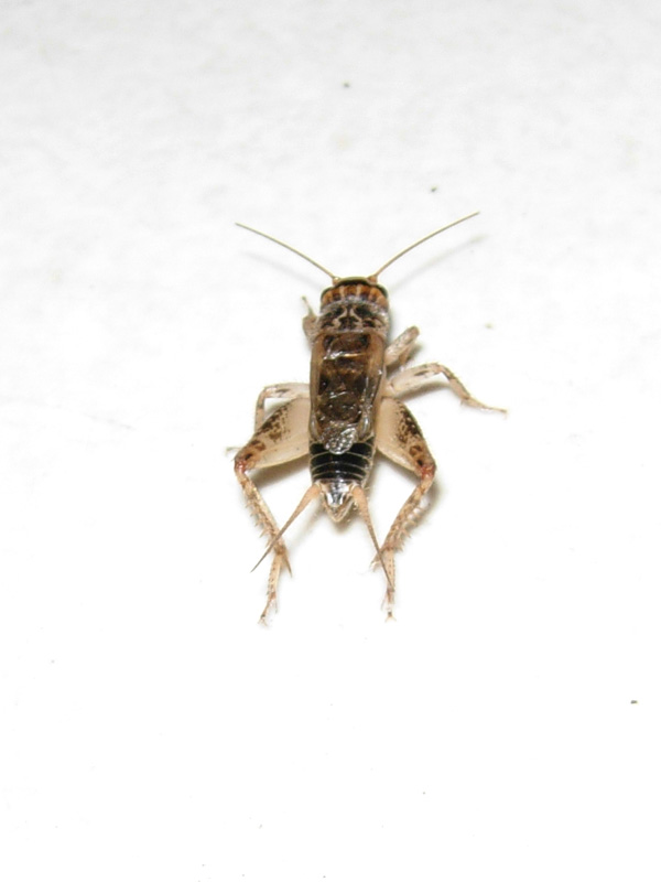 Eumodicogryllus bordigalensis (Orthoptera, Gryllidae)